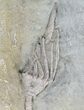 Detailed, Macrocrinus Crinoid With Stem - Indiana #57030-2